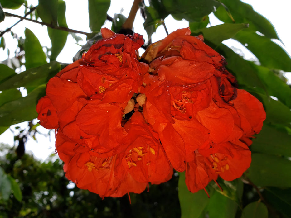 Brownea grandiceps