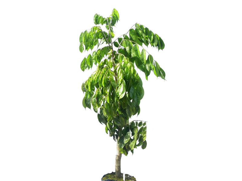 Browneopsis disepala