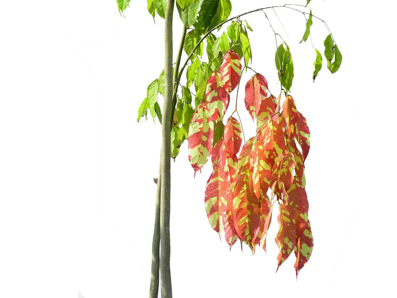 Browneopsis ucayalina