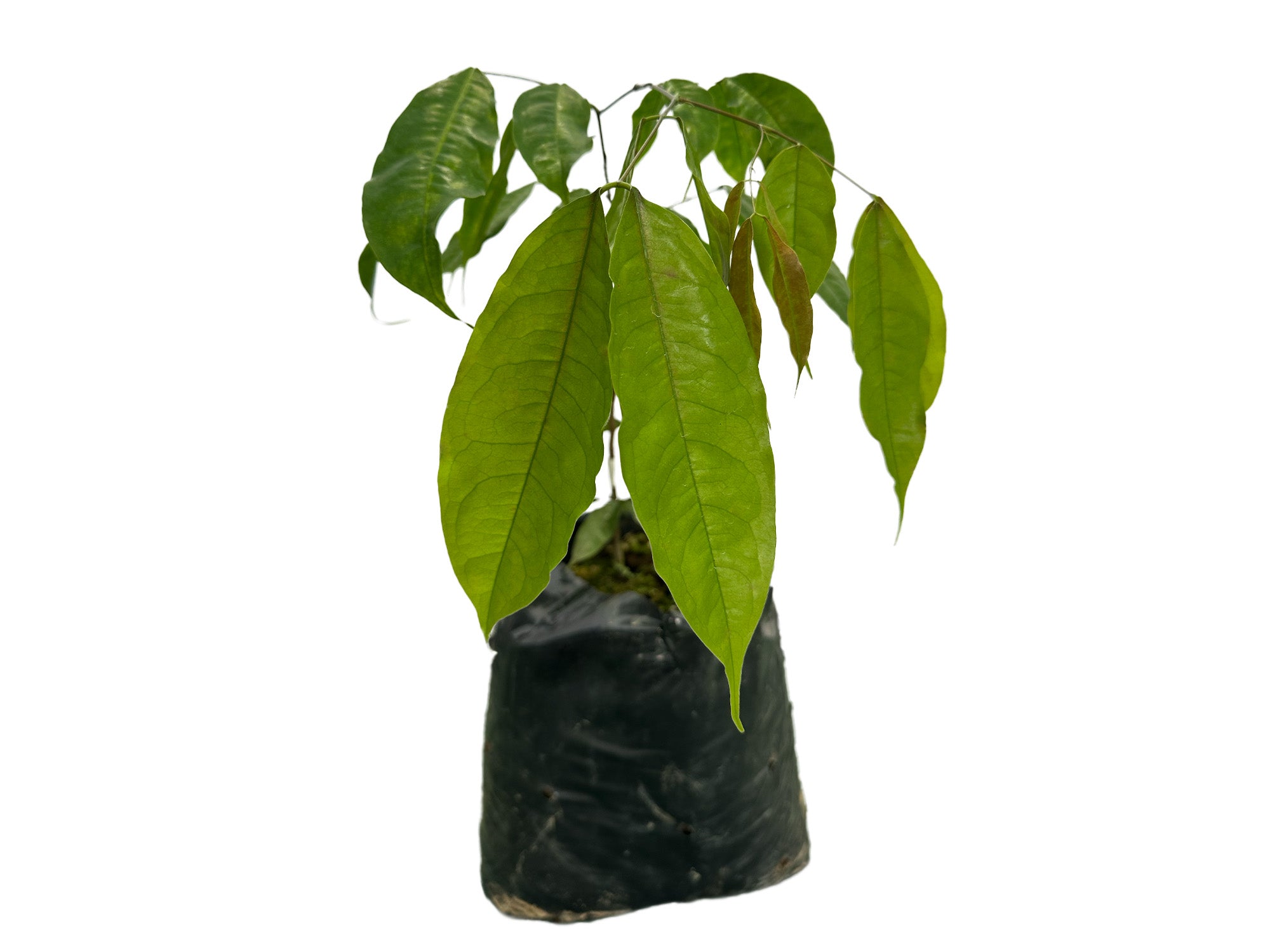 Browneopsis ucayalina f. red
