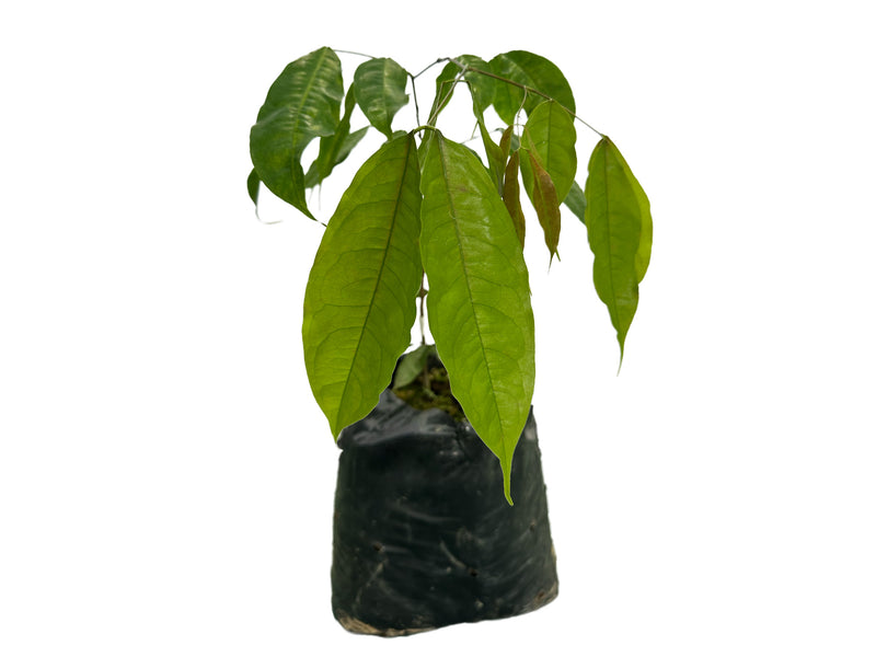 Browneopsis ucayalina f. red