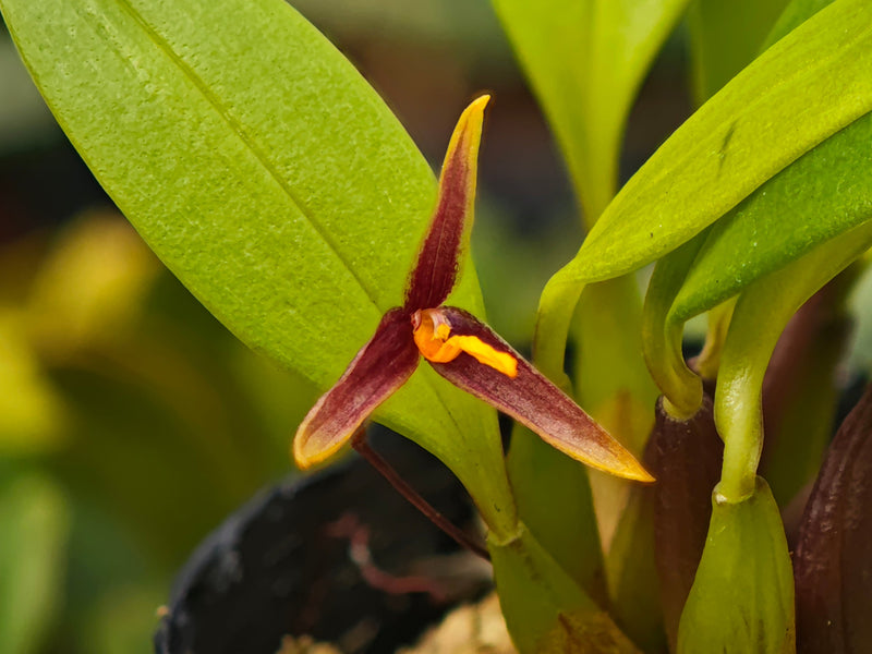 Bulbophyllum adenophyllum