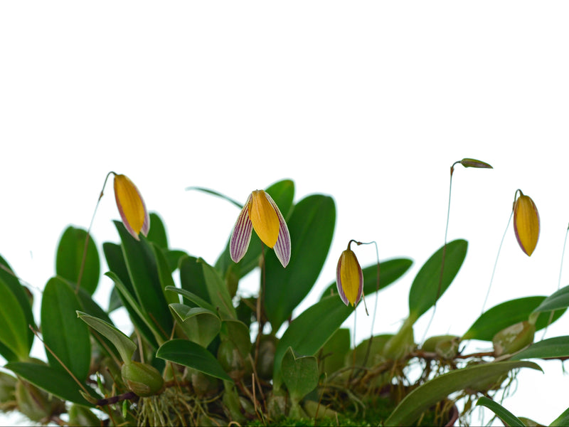 Bulbophyllum bolsteri