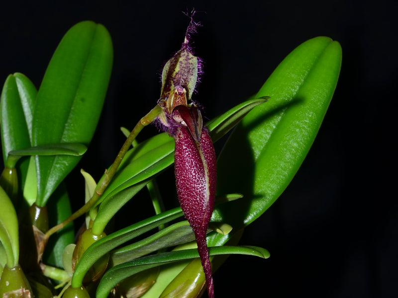 Bulbophyllum fascinator corazonae