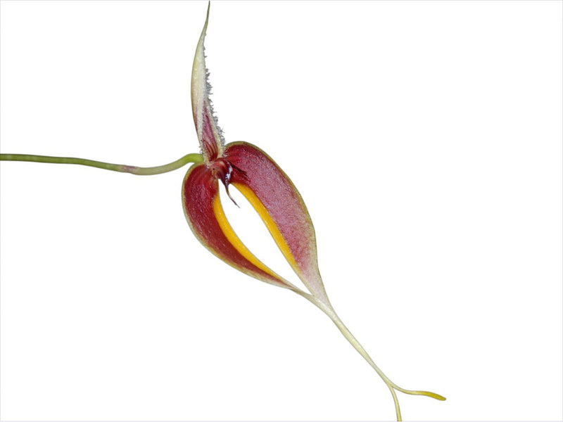 Bulbophyllum maxillare