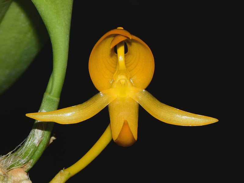 Bulbophyllum macranthoides