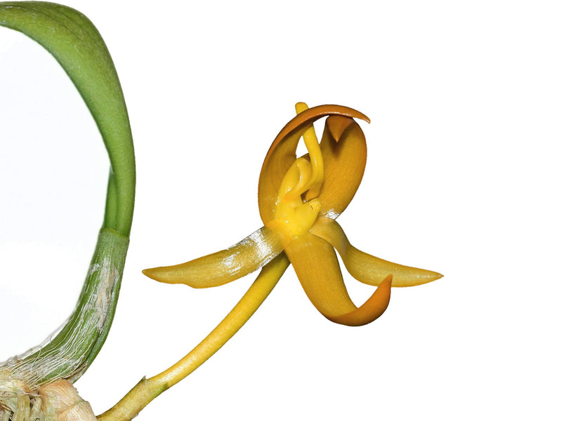 Bulbophyllum macranthoides