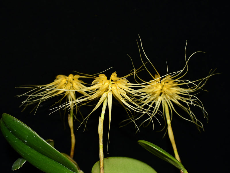 Bulbophyllum vaginatum