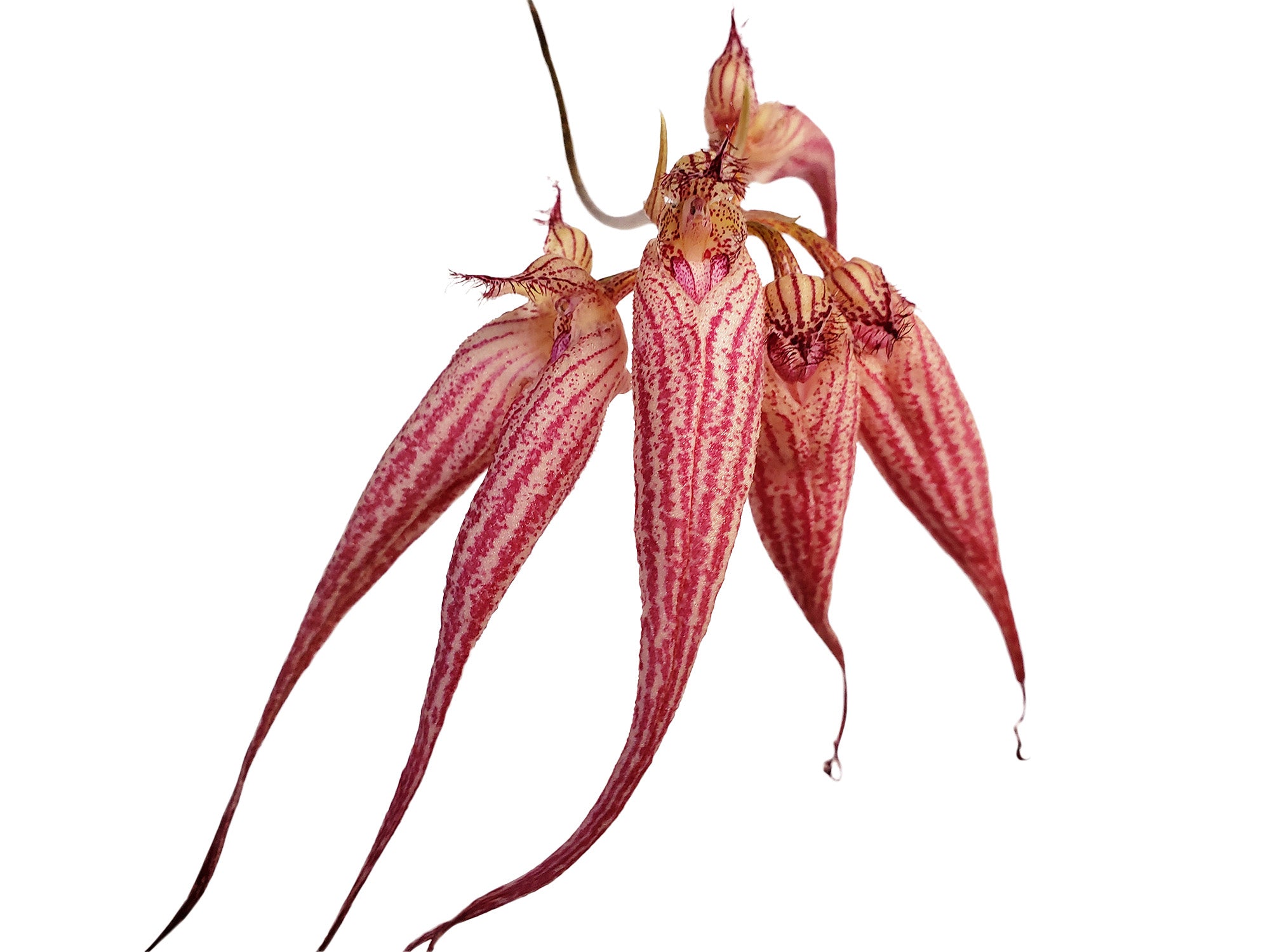 Bulbophyllum Elizabeth Ann 'Buckleberry'