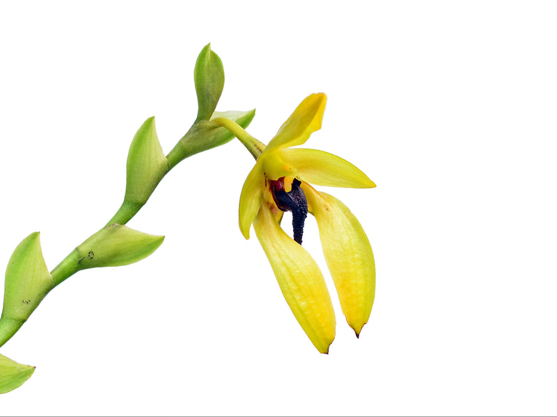 Bulbophyllum carunculatum