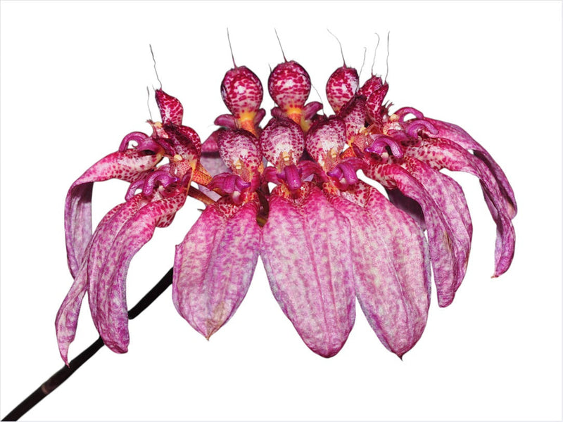 Bulbophyllum eberhardtii syn picturatum
