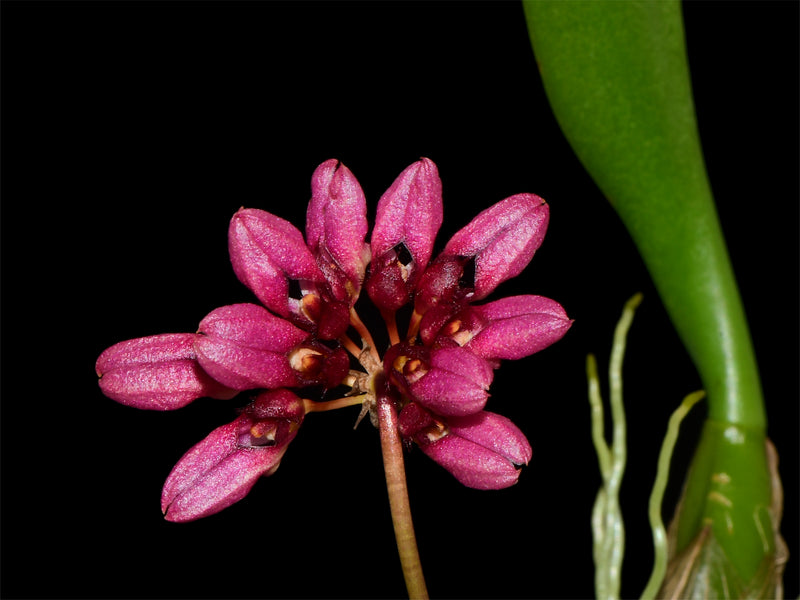 Bulbophyllum corolliferum var atropurpureum