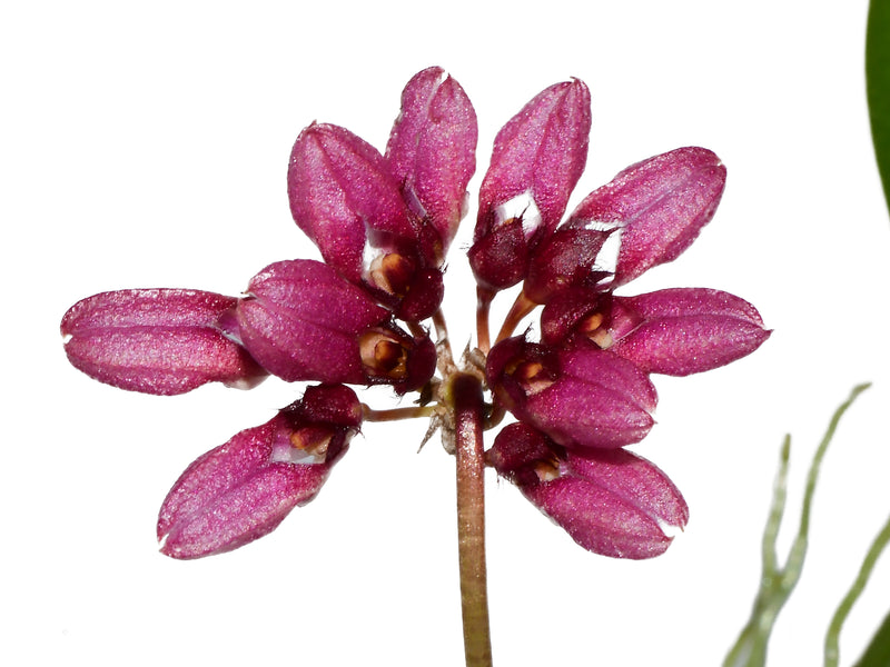Bulbophyllum corolliferum var atropurpureum