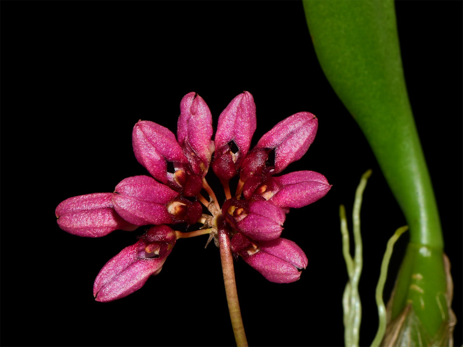 Bulbophyllum corolliferum var atropurpureum