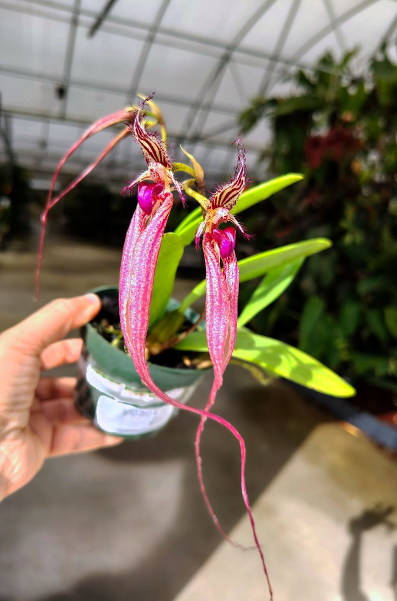 Bulbophyllum Doris Dukes