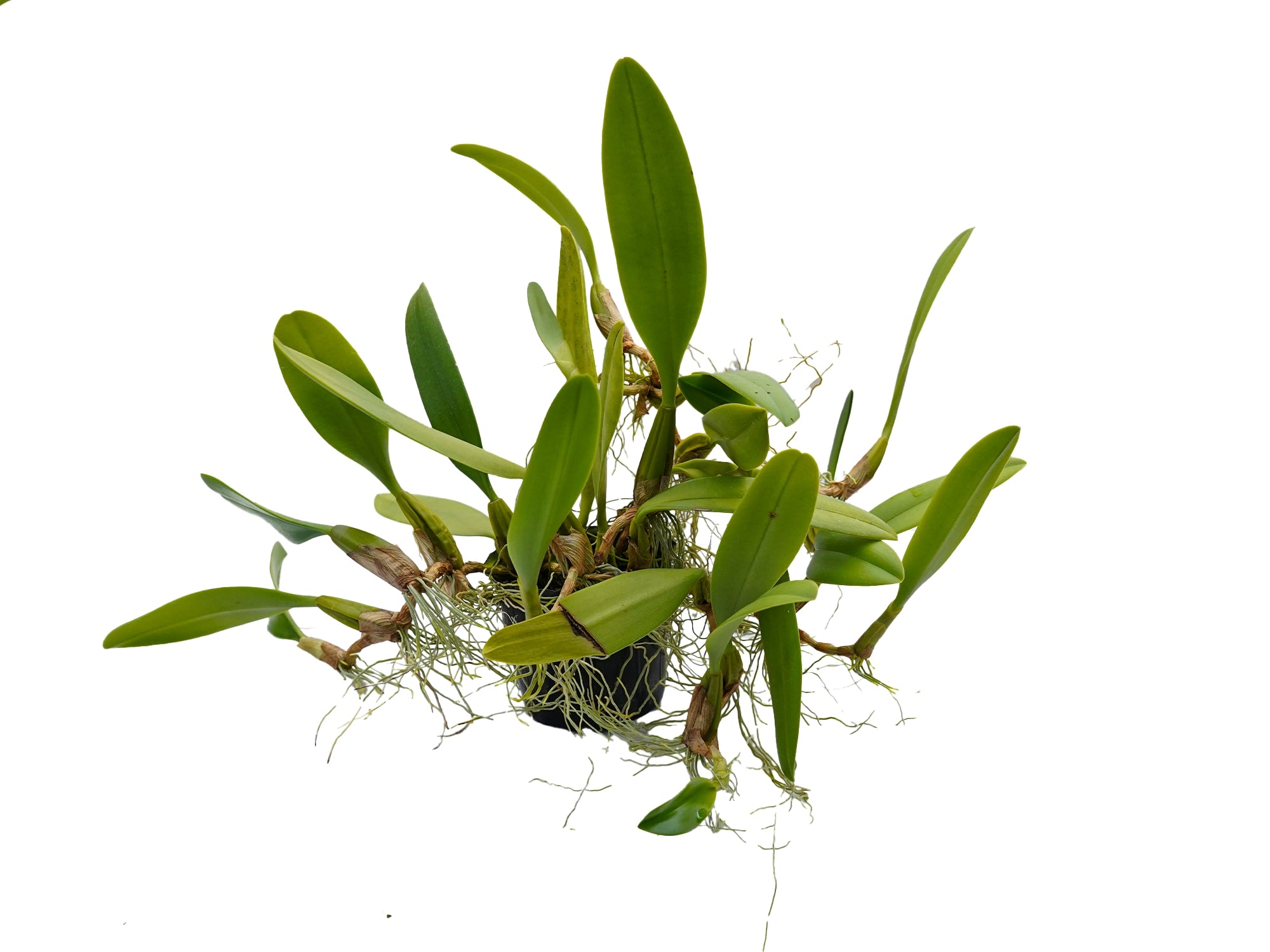 Bulbophyllum Doris Dukes