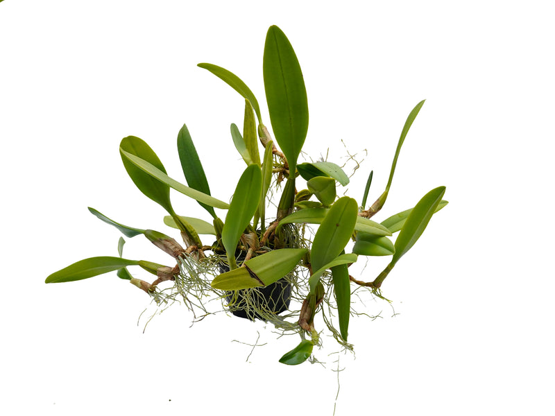 Bulbophyllum Doris Dukes