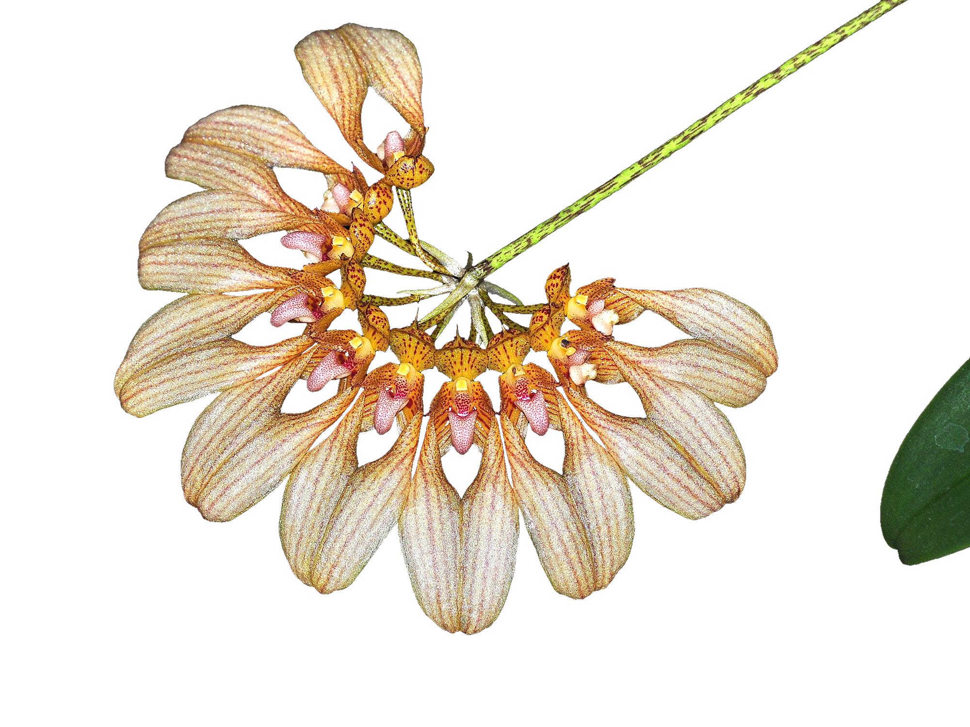 Bulbophyllum Ethan
