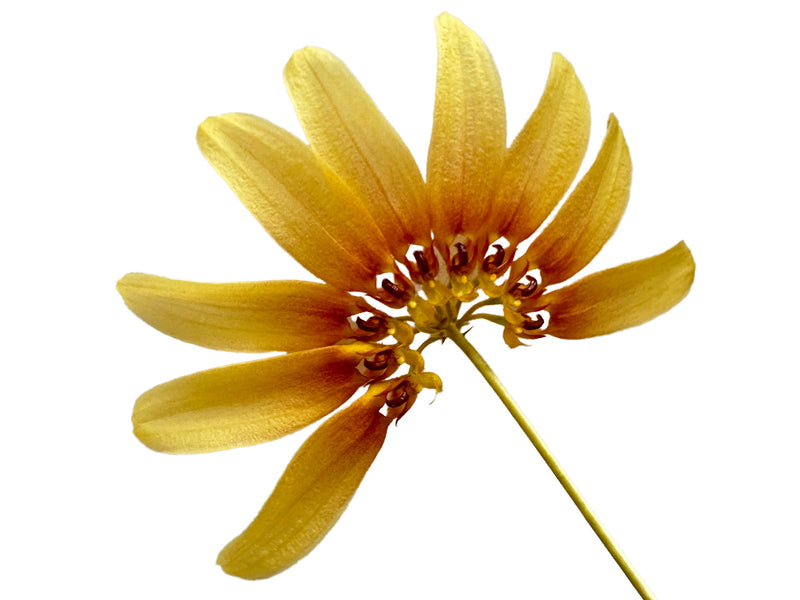 Bulbophyllum Supat Sun Radiant