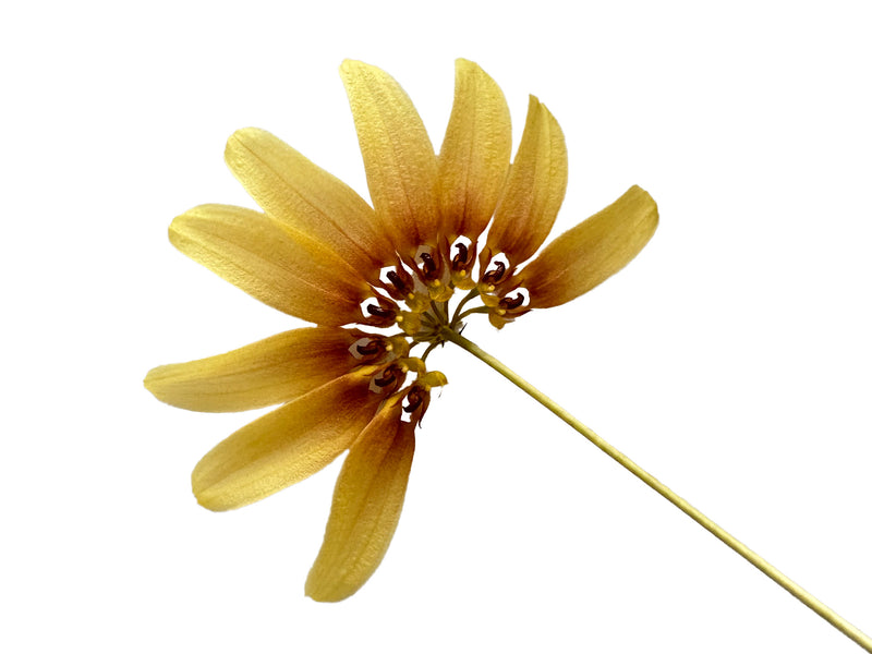 Bulbophyllum Supat Sun Radiant