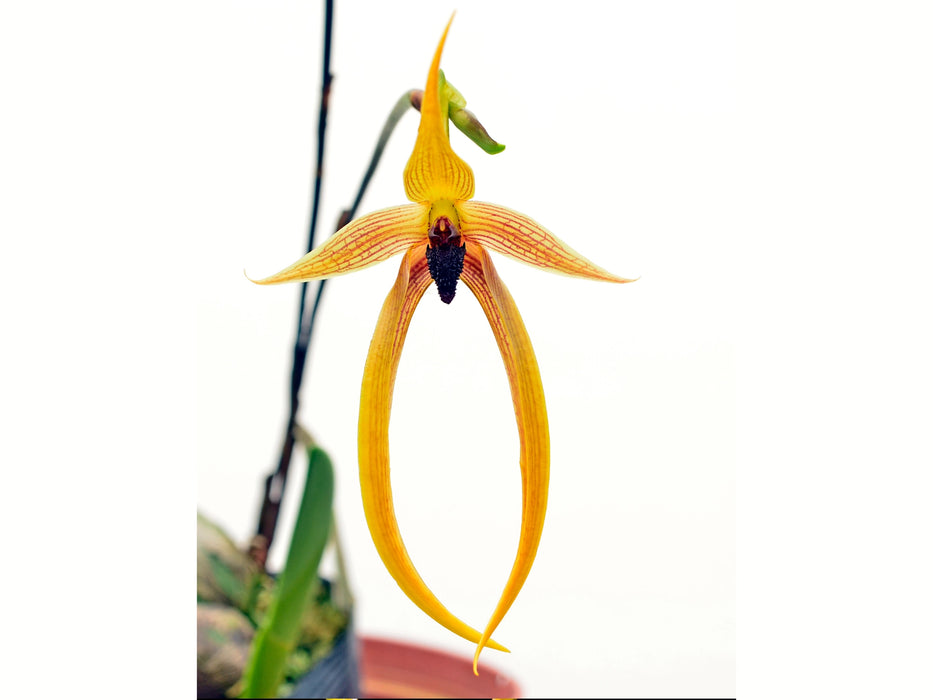 Bulbophyllum Wilbur Chang