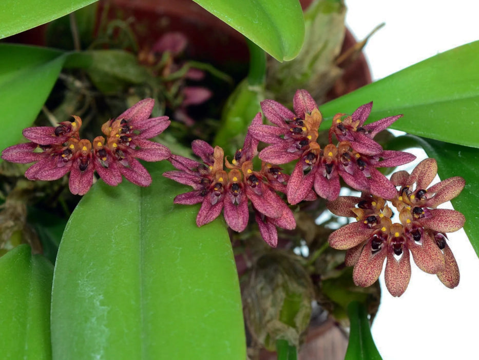 Bulbophyllum abbreviatum