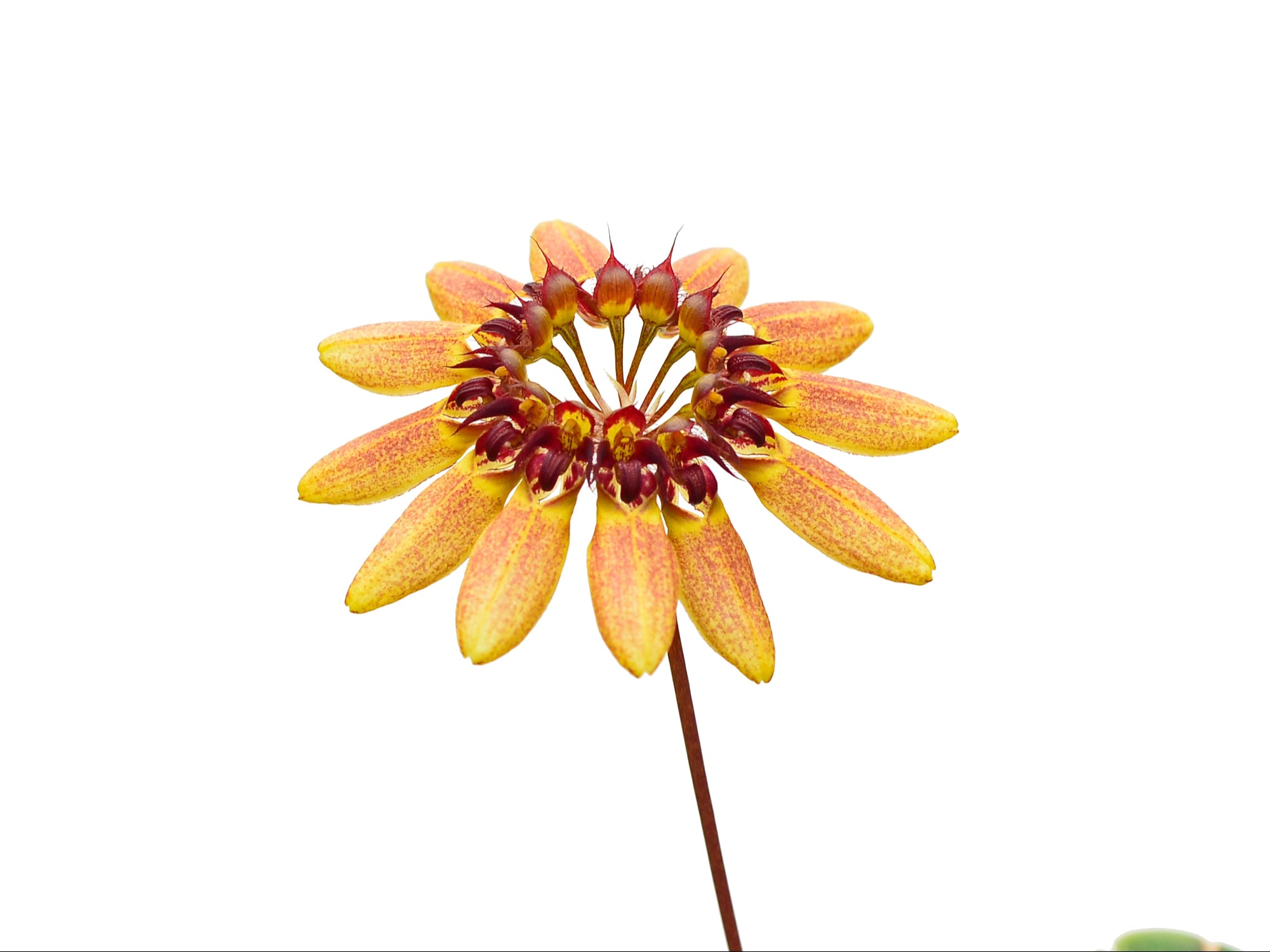 Bulbophyllum abbreviatum f. orange