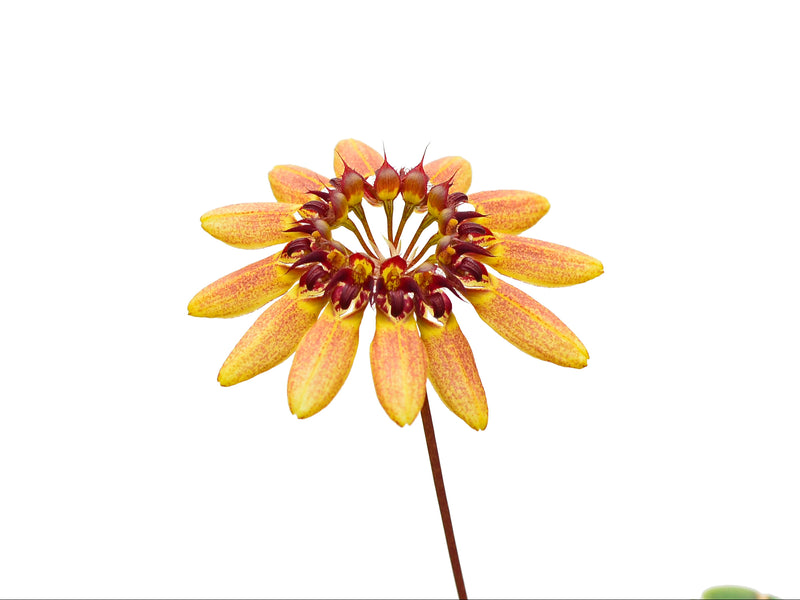 Bulbophyllum abbreviatum f. orange