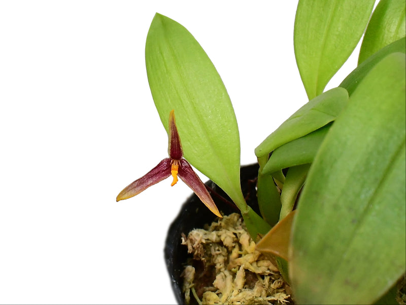 Bulbophyllum adenophyllum
