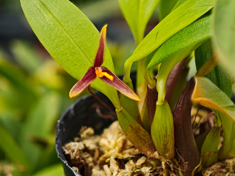 Bulbophyllum adenophyllum