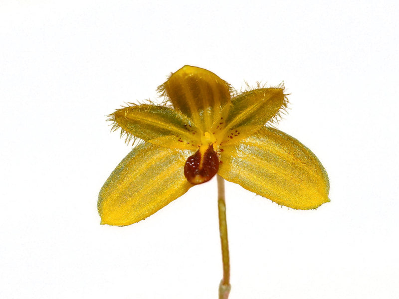 Bulbophyllum aestivale