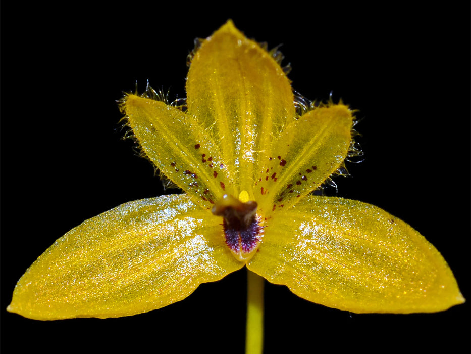 Bulbophyllum aestivale