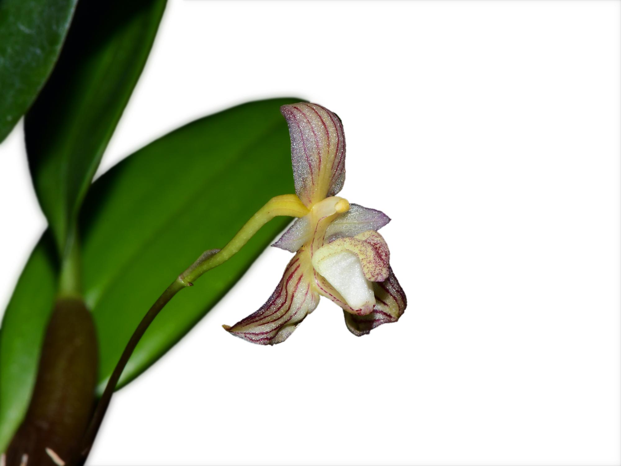 Bulbophyllum ambrosia — Ecuagenera Orquídeas del Ecuador