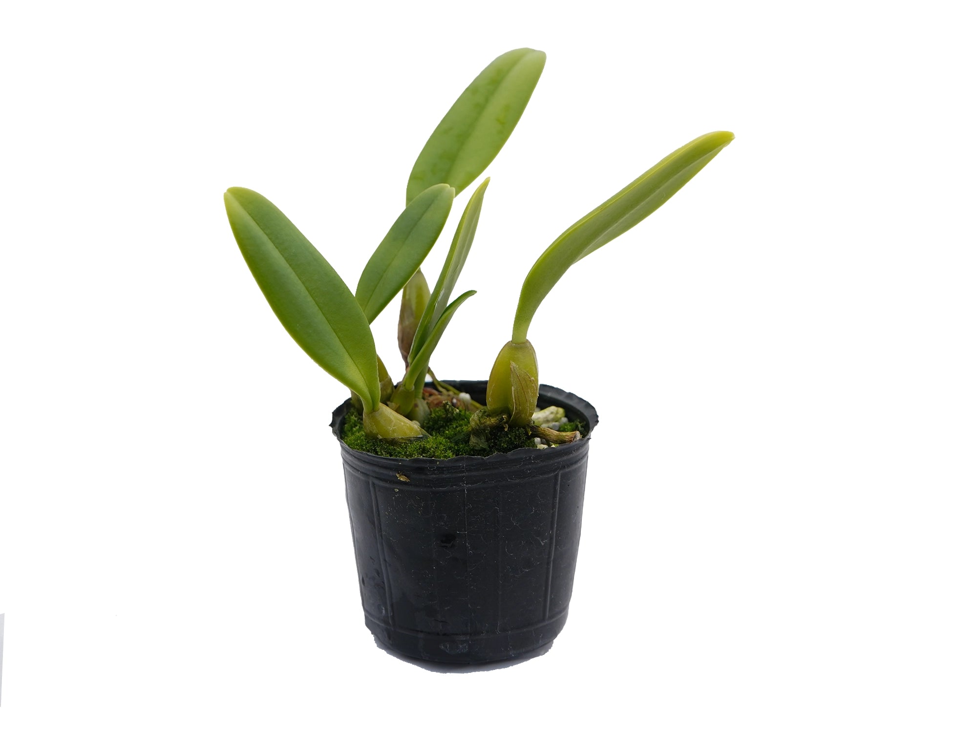 Bulbophyllum amplebracteatum subsp. orthoglossum