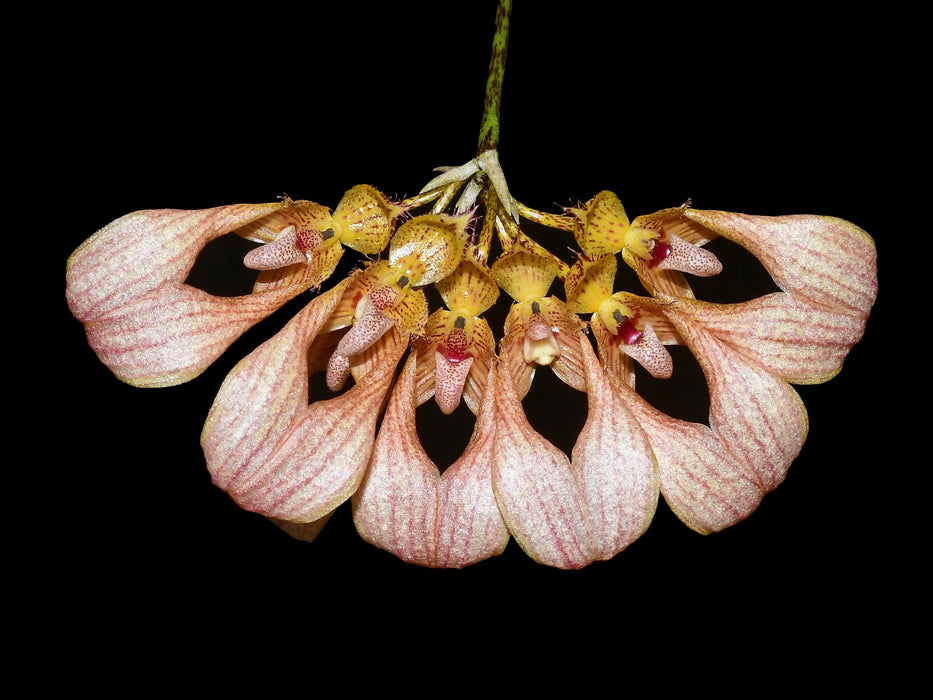 Bulbophyllum annandalei