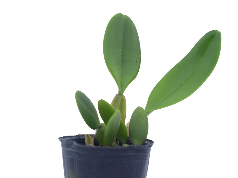 Bulbophyllum appendiculatum