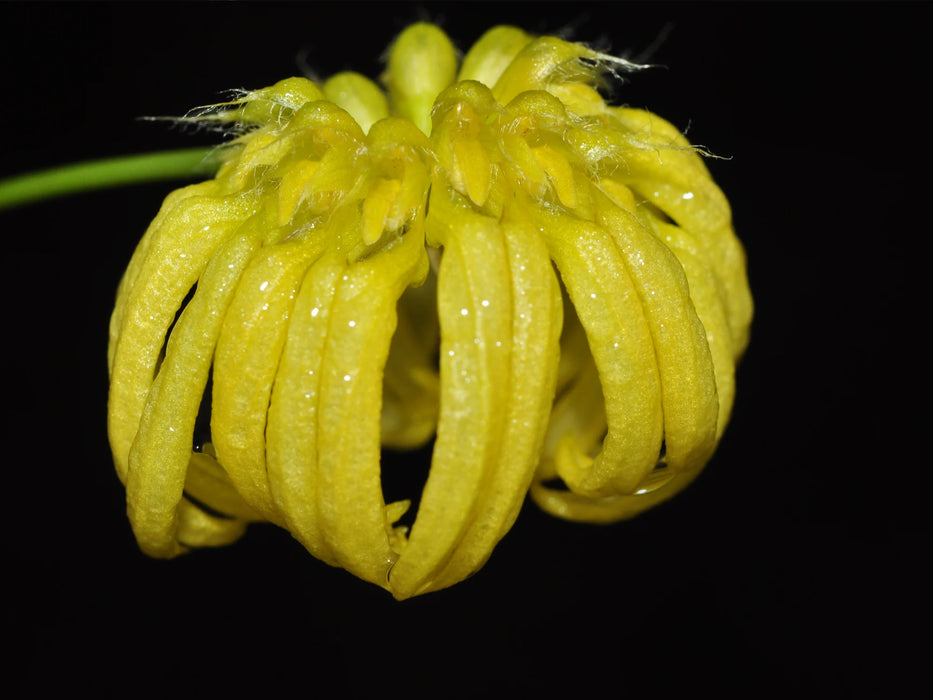 Bulbophyllum auratum f. flava