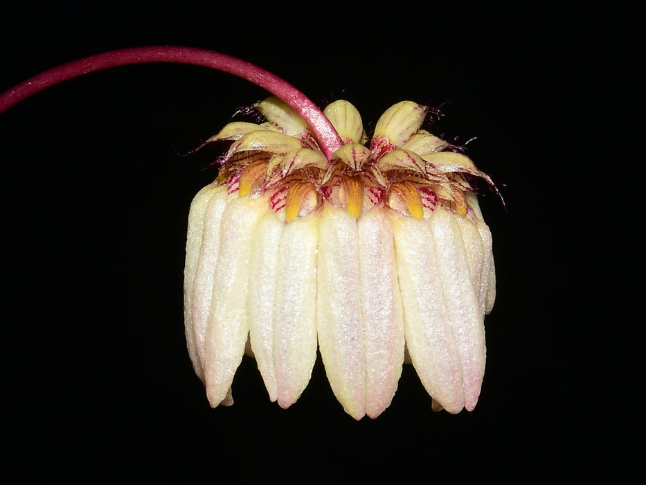 Bulbophyllum auratum f. pink