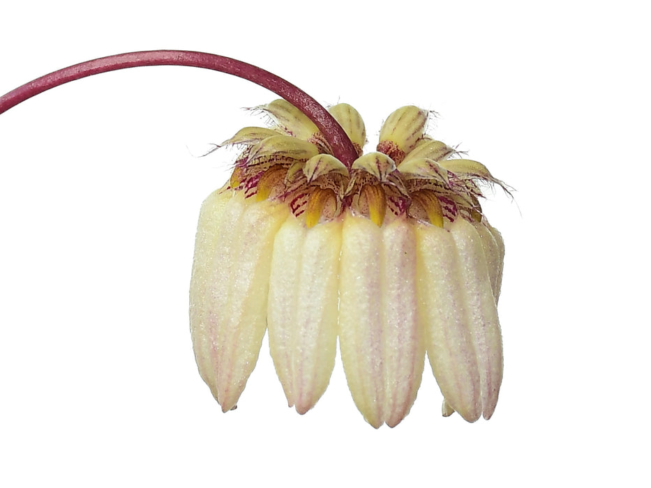 Bulbophyllum auratum f. pink