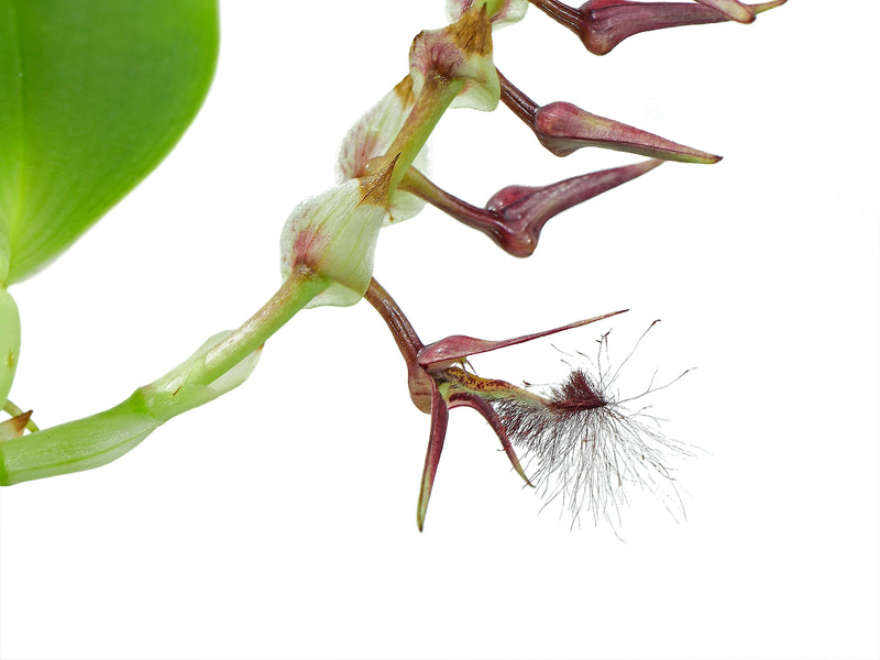 Bulbophyllum barbigerum