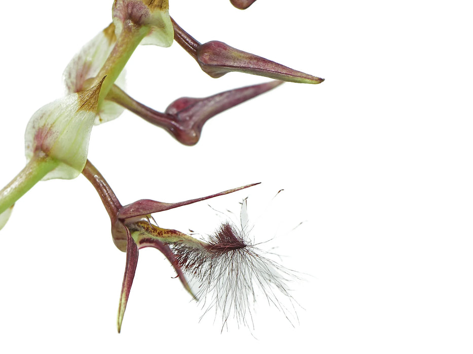 Bulbophyllum barbigerum