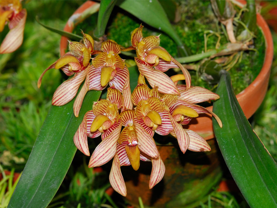 Bulbophyllum bicolor