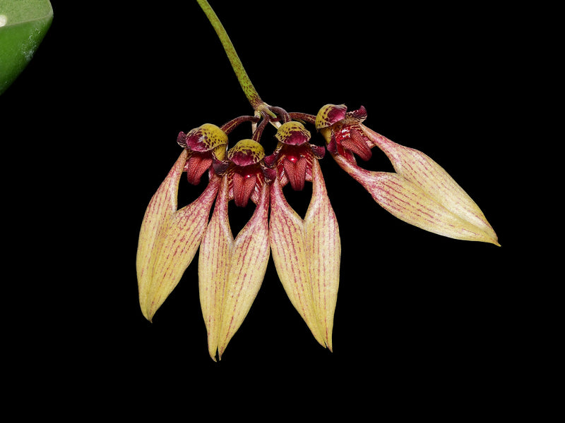 Bulbophyllum blaoense