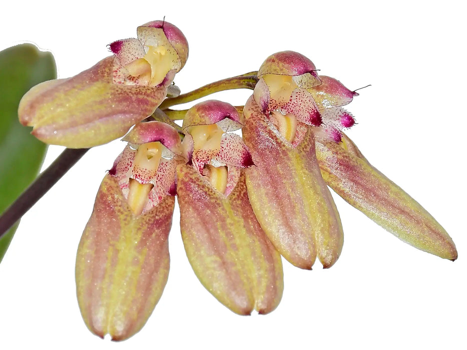 Bulbophyllum blaoense