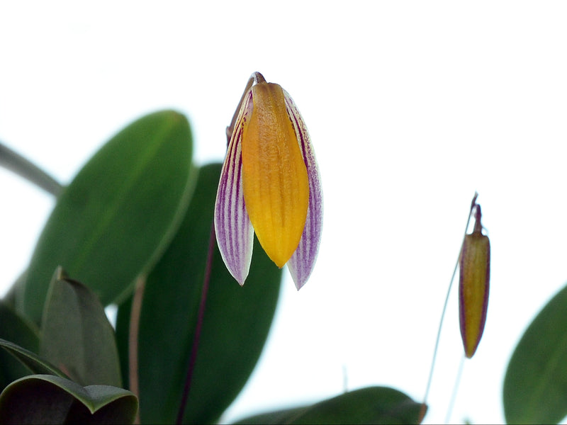 Bulbophyllum bolsteri