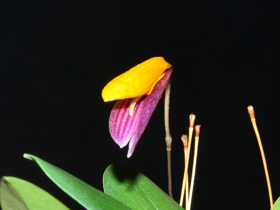 Bulbophyllum bolsteri