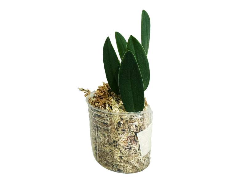 Bulbophyllum bolsteri