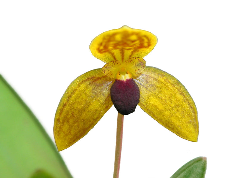 Bulbophyllum calceolus