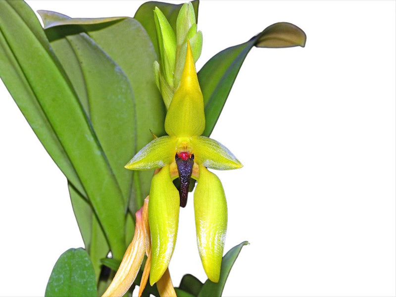 Bulbophyllum carunculatum