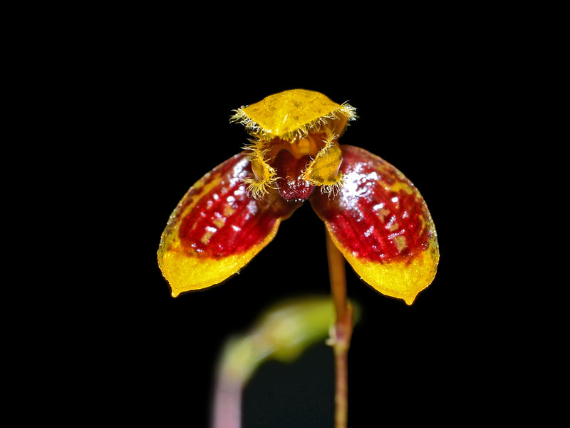 Bulbophyllum catenulatum